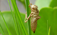 Nymphal skin (Probably Libellula quadrimaculata)